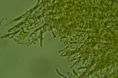 Fomitopsis durescens