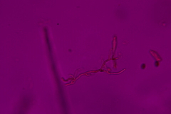 Fomitopsis durescens