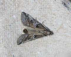 Alpheias transferens