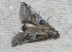 Alpheias transferens