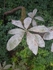 Erysiphe azaleae