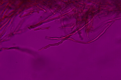 Fomitopsis durescens