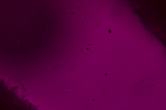 Fomitopsis durescens