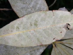 Erysiphe azaleae