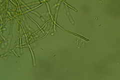 Fomitopsis durescens