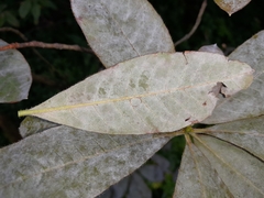 Erysiphe azaleae