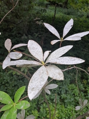 Erysiphe azaleae