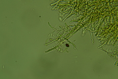 Fomitopsis durescens