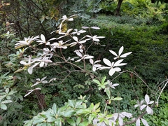 Erysiphe azaleae
