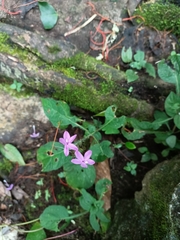 Pseuderanthemum alatum
