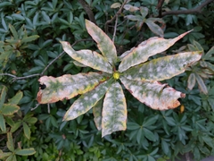 Erysiphe azaleae