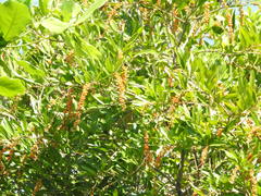 Citharexylum caudatum