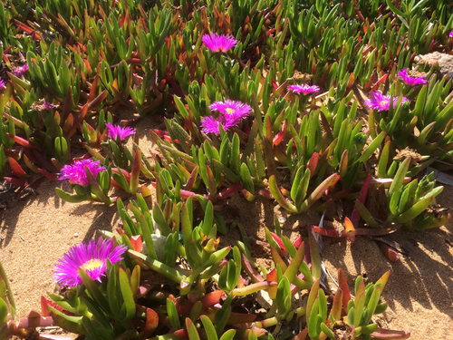 Carpobrotus acinaciformis image