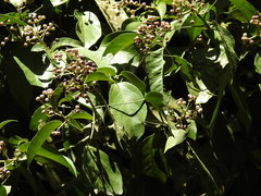 Dendropanax arboreus