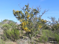 Adesmia confusa