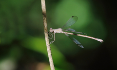 Lestes spatula