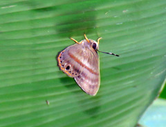 Euselasia melaphaea