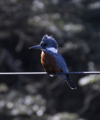 Megaceryle torquata stellata