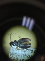 Patrobus longicornis