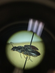 Patrobus longicornis