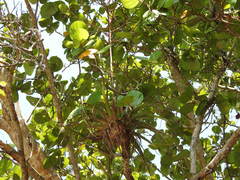 Tillandsia izabalensis