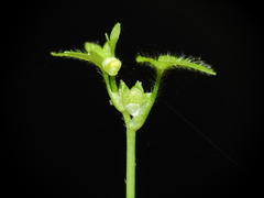 Ranunculus sessiliflorus