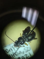 Patrobus longicornis