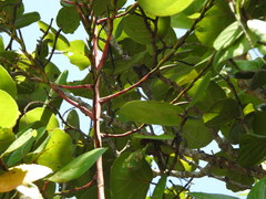 Tillandsia izabalensis