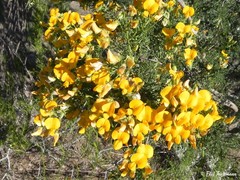 Adesmia confusa