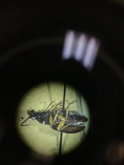 Patrobus longicornis