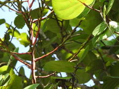 Tillandsia izabalensis