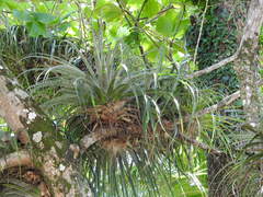 Tillandsia izabalensis