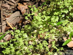 Ranunculus sessiliflorus