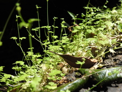 Ranunculus sessiliflorus