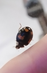 Harmonia axyridis
