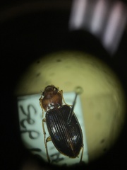 Trichotichnus vulpeculus