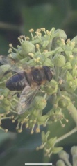 Eristalis tenax