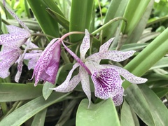 × Brassocattleya