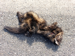 Mustela putorius