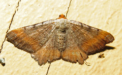 Macaria distribuaria