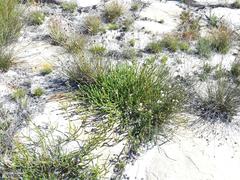 Sorocephalus lanatus