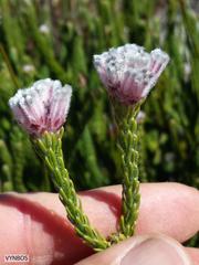 Sorocephalus lanatus