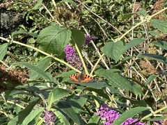 Aglais urticae