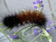 Pyrrharctia isabella