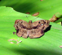 Quadrus lugubris