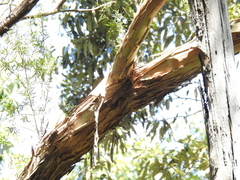 Leptospermum brachyandrum