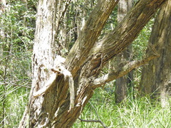 Leptospermum brachyandrum