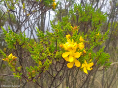 Hypericum laricifolium
