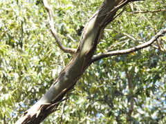 Leptospermum brachyandrum