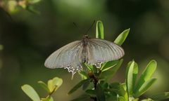 Parides bunichus damocrates